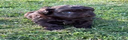 Shihpoo dogs for sale: Beautiful Shihpoo Puppies - Advert 1