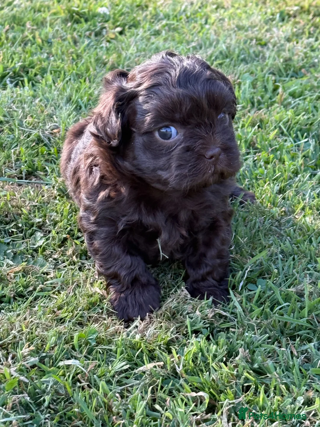 Shihpoo dogs for sale: Beautiful Shihpoo Puppies - Advert 1