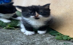 Mixed Breed cats for sale: Kittens for sale  - Image 7