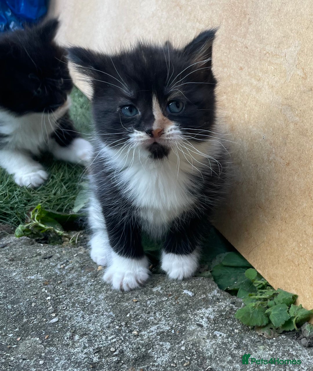 Mixed Breed cats for sale: Kittens for sale  - Image 7