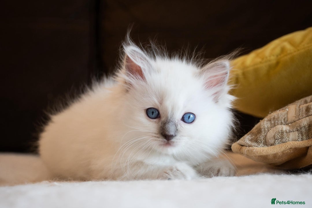 Ragdoll cats for sale: Ready Now GCCF Ragdoll Kittens Irresistibly Cuddly - Image 22
