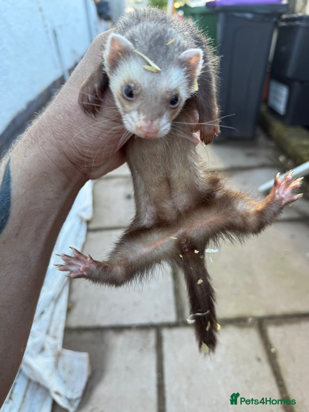 Ferret rodents for sale: Jill ferret - Image 5