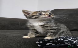 Mixed Breed cats for sale: Two kittens available - Image 1