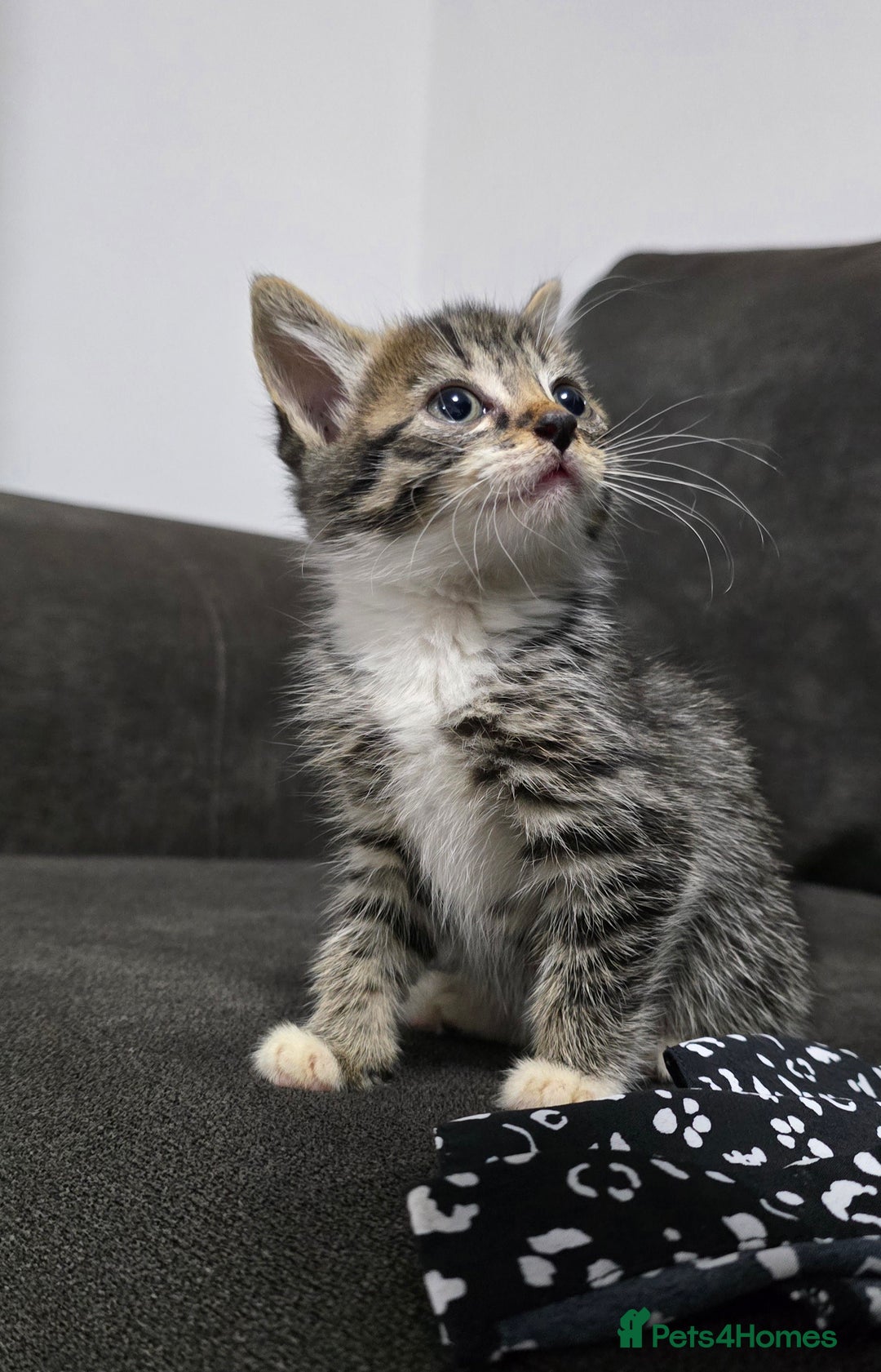 Mixed Breed cats for sale: Two kittens available - Image 1