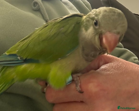 Parrots birds - Advert 2