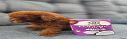 Toy Poodle dogs for sale: Asian toy poodle  - Advert 5