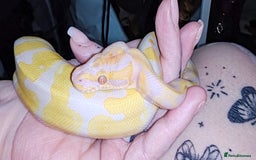 Snake reptiles for sale: 7 ball pythons inc rack - Image 6