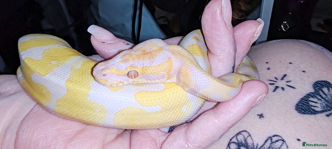 Snake reptiles for sale: 7 ball pythons inc rack - Image 6