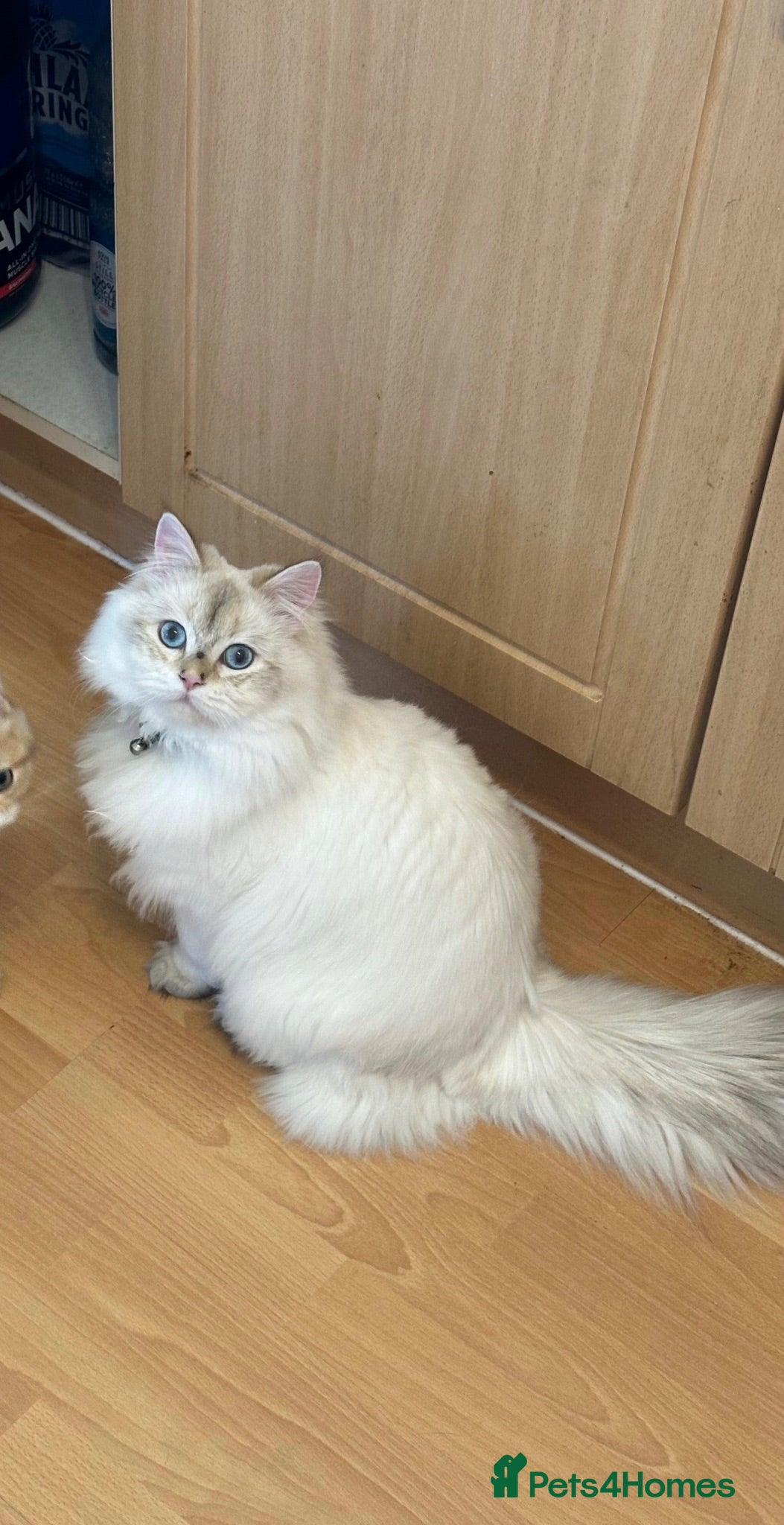 British Longhair cats BRITISH LONG HAIR NY12 GOLDEN SHADED & WHITE - Advert 2