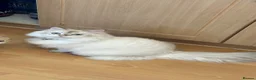 British Longhair cats for sale: BRITISH LONG HAIR NY12 GOLDEN SHADED & WHITE - Advert 10