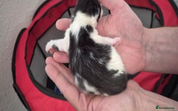 Mixed Breed cats for sale: Kittens for sale - Image 20