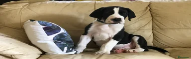 Show Marked Mantle Boy