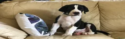 Great Dane dogs for sale: Lovely Damarkann Great Dane Puppies - Advert 12
