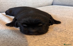 Labrador Retriever dogs for sale: ❤️❤️beautiful Labrador Pups ❤️❤️🔥 - Image 12
