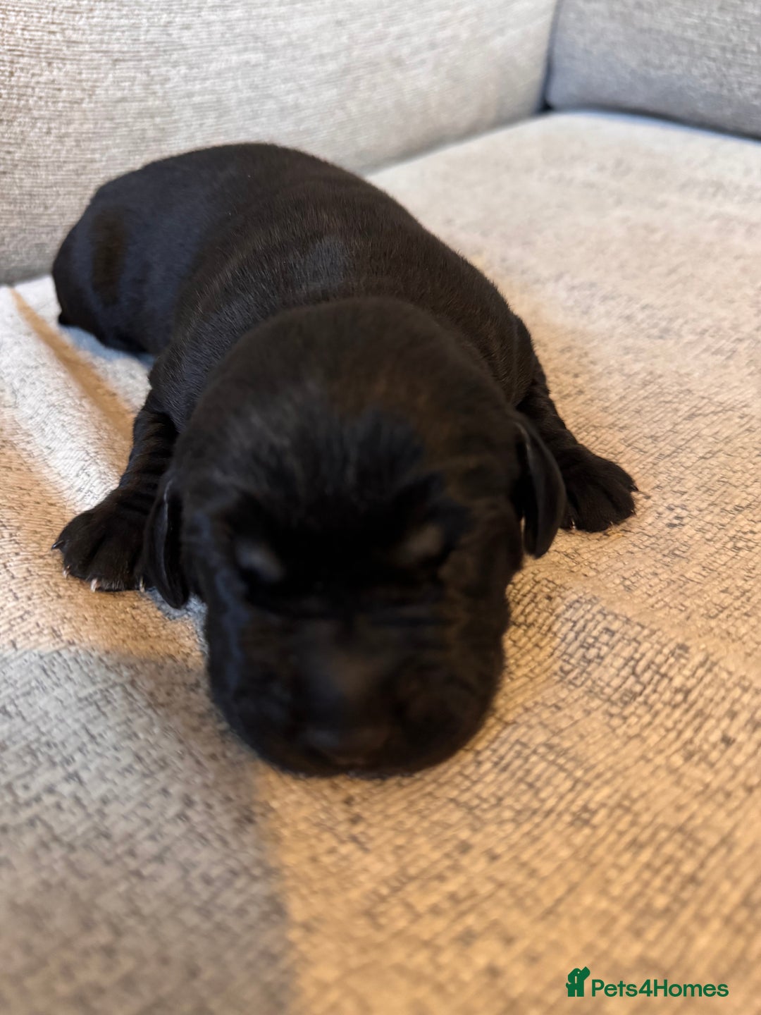 Labrador Retriever dogs for sale: ❤️❤️beautiful Labrador Pups ❤️❤️🔥 - Image 12