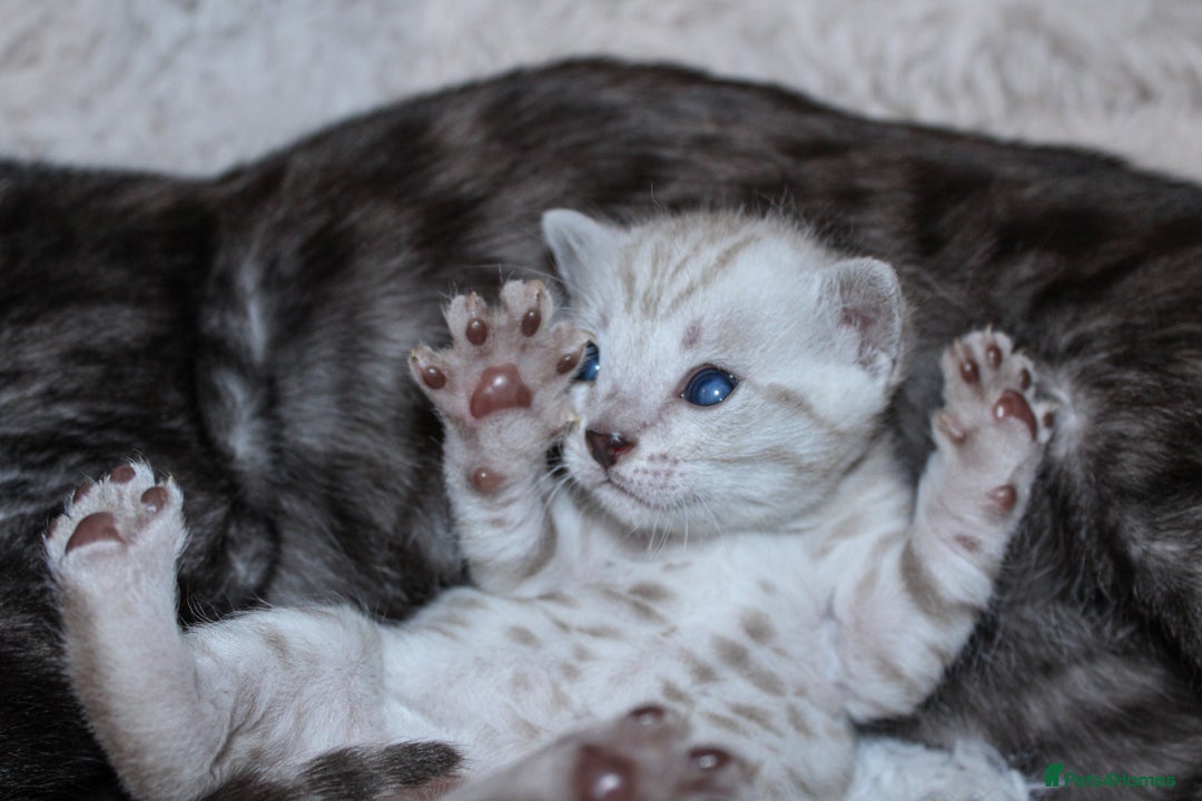 Bengal cats for sale: 😻🐈‍⬛OUTSTANDING PEDIGREE BENGAL 🐈‍⬛ 💯 - Image 2