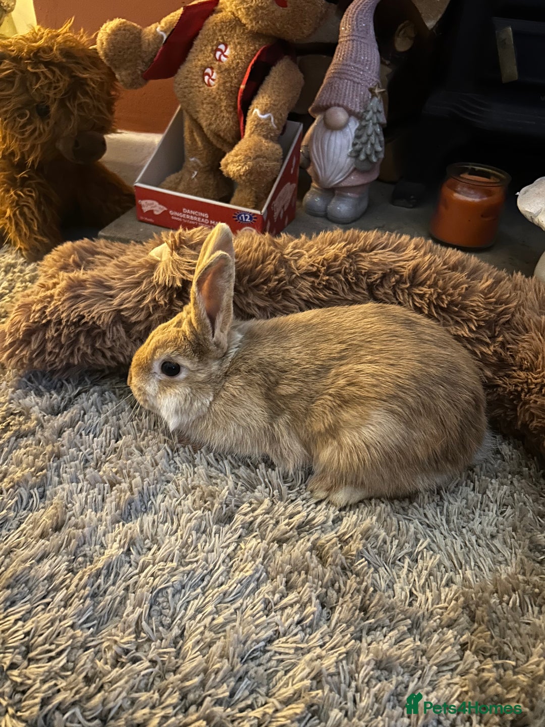 Netherland Dwarf rabbits for sale: Netherland dwarf  - Advert 2