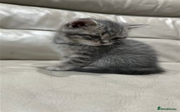 British Shorthair cats for sale: British Shorthair Kittens - Image 13