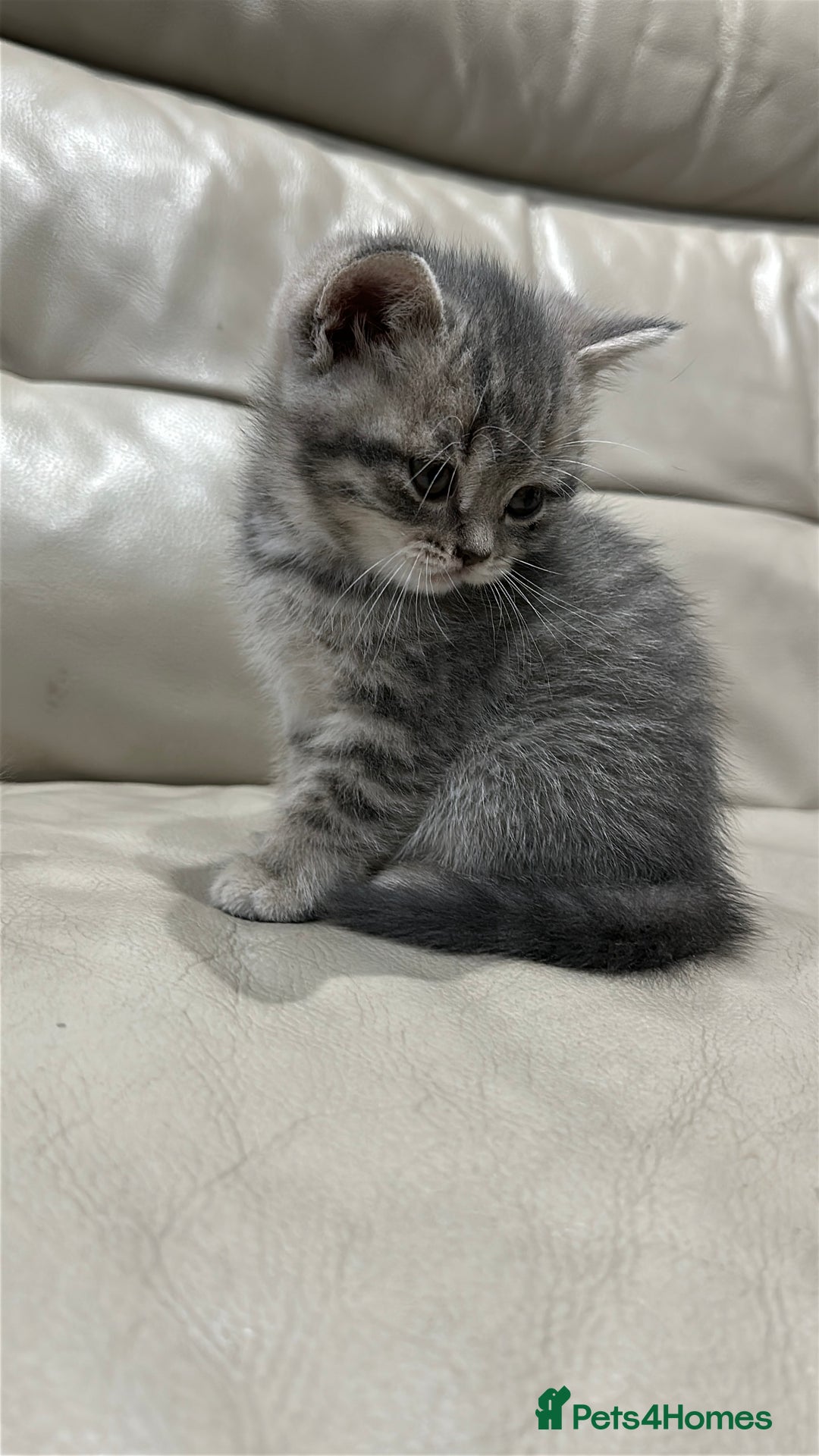 British Shorthair cats for sale: British Shorthair Kittens - Image 13