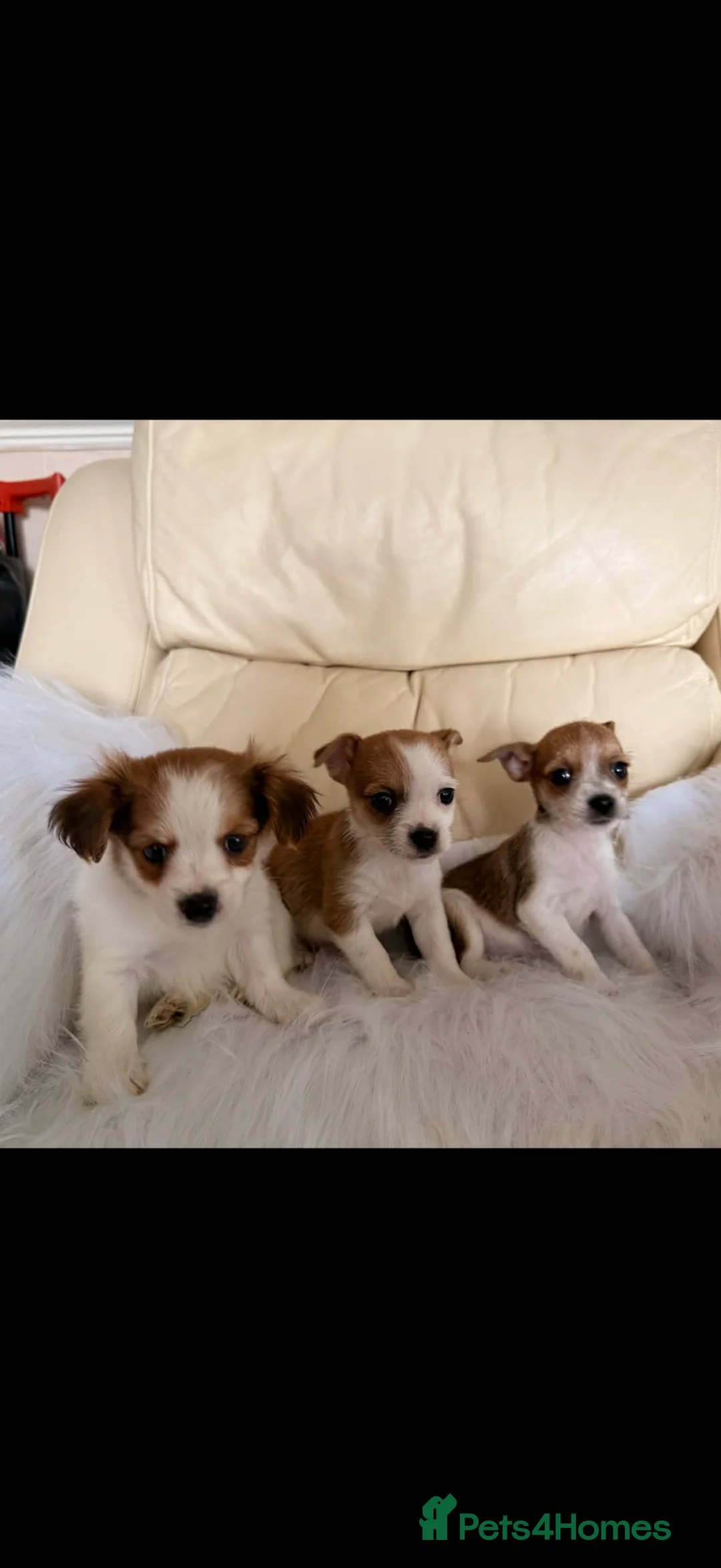 Mixed Breed dogs for sale: Yorkshire x Pomeranian  in Cardiff - Advert 5