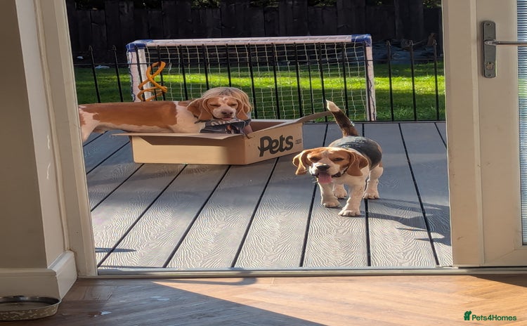 Beagle dogs - Advert 1