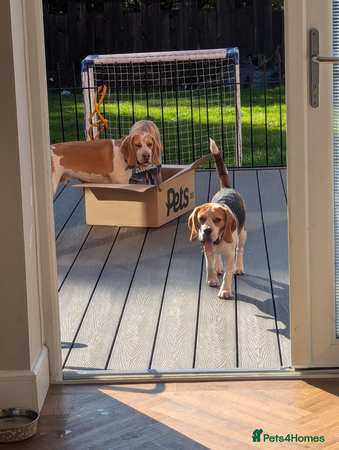 Beagle dogs for sale: Beagle boys for rehoming  - Image 1