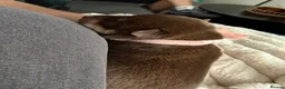 Mixed Breed dogs for sale: Puppy’s for finding there forever home  in Stockton-on-Tees - Advert 9