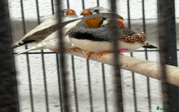 Finches birds for sale: Zebra finches  - Image 6