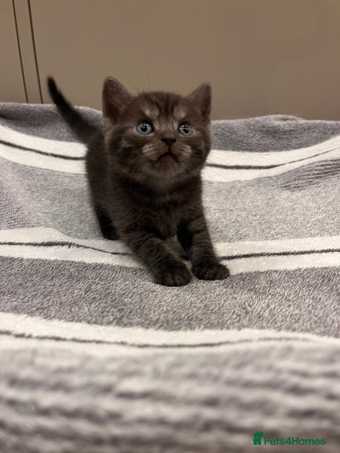 British Shorthair cats for sale: British Shorthair Kittens - Advert 2