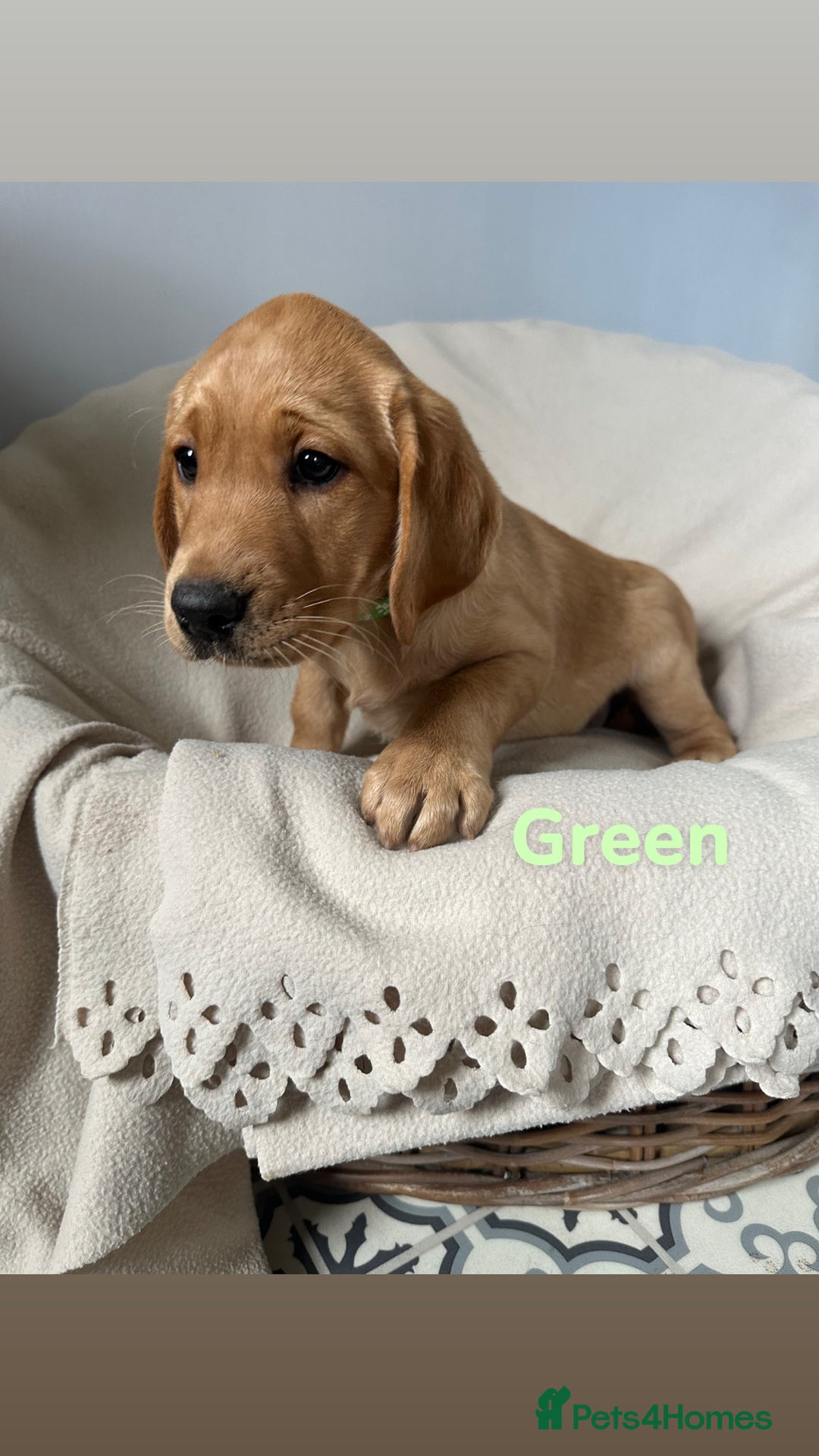 Labrador Retriever dogs for sale: Ready to leave! Beautiful KC Fox Red Labrador Girl - Image 8