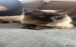 Ragdoll cats for stud: Beautiful and gentle Ragdoll for stud  - Image 8