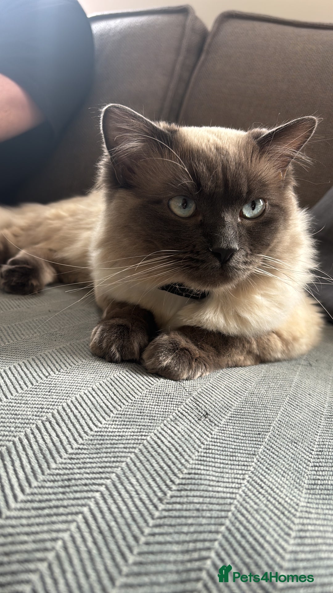 Ragdoll cats for stud: Beautiful and gentle Ragdoll for stud  - Image 8