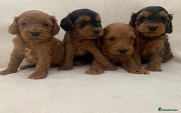 Cockapoo dogs for sale: Gorgeous F1 Cockapoo babies - DNA clear - Image 1