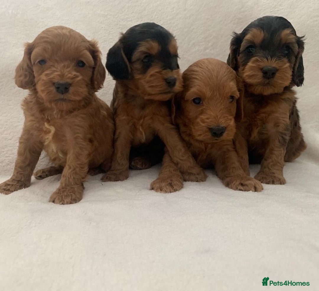 Cockapoo dogs for sale: Gorgeous F1 Cockapoo babies - DNA clear - Image 1