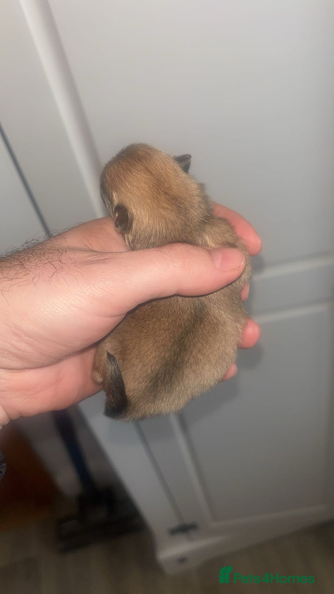 Pomeranian dogs for sale: Stunning tiny teddy bear toy poms - Image 3