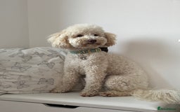 Toy Poodle dogs for stud: Beautiful Poodle for Stud 🤍 - Image 3