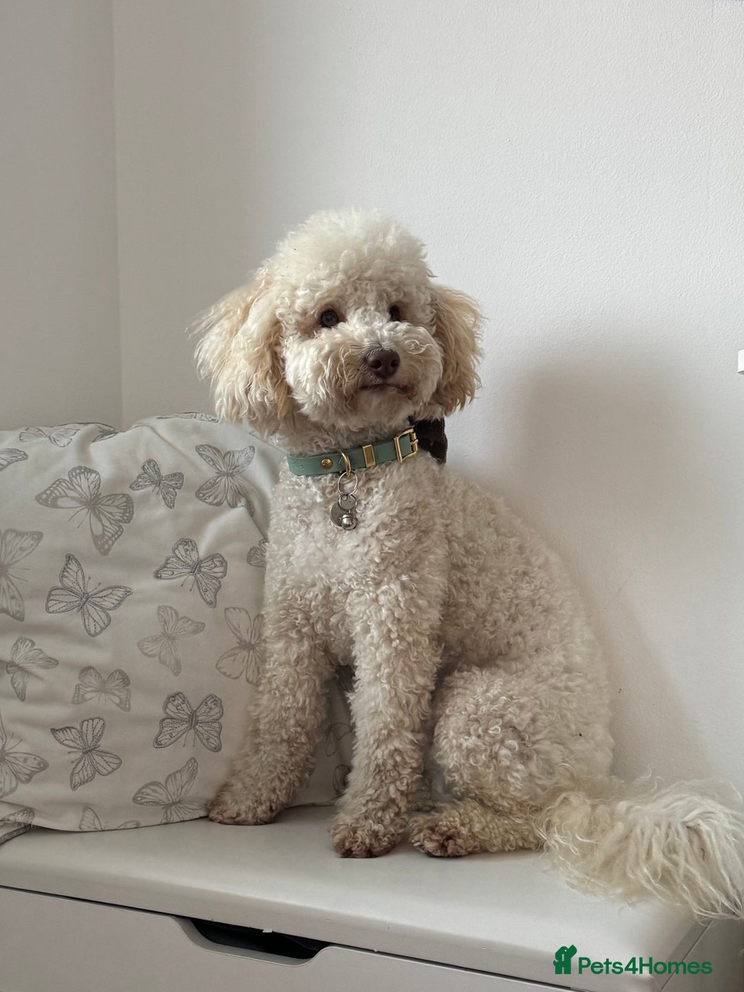 Toy Poodle dogs for stud: Beautiful Poodle for Stud 🤍 - Image 3