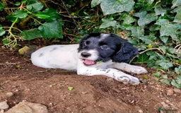 English Springer Spaniel dogs for sale: KC Registered English Springer Spaniels  - Image 10