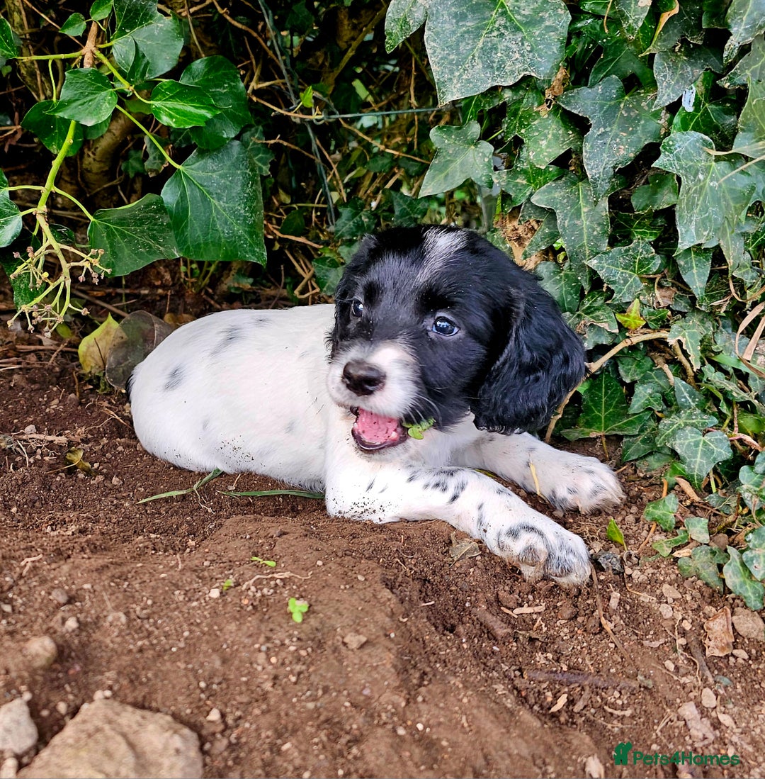 English Springer Spaniel dogs for sale: KC Registered English Springer Spaniels  - Image 10