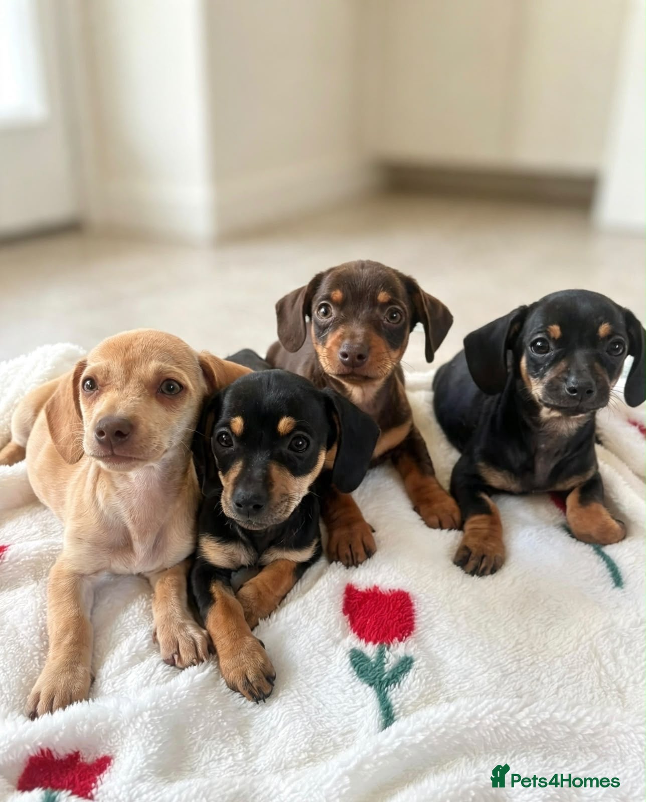 Dachshund dogs BEAUTIFUL DACHSHUND PUPS READY 9TH SEPT - Advert 4