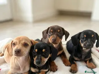 Dachshund dogs BEAUTIFUL DACHSHUND PUPS READY 9TH SEPT - Advert 4
