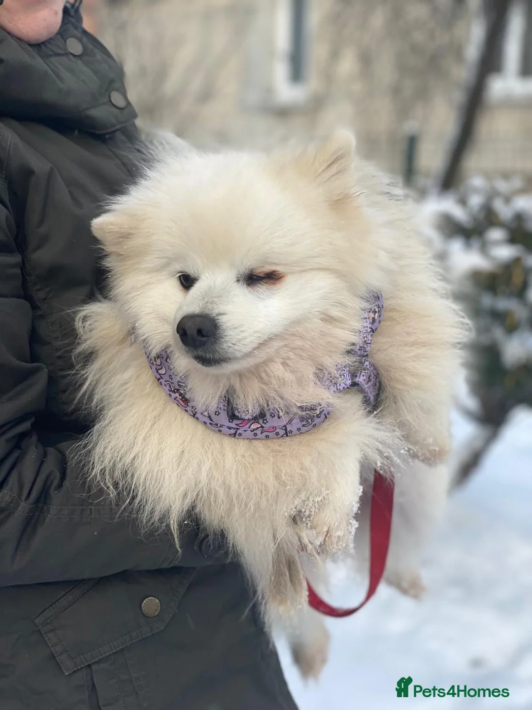 Pomeranian dogs for adoption: ❤️🐶 MILKY – A Soft White Snow Princess in Burton-on-Trent - Advert 2