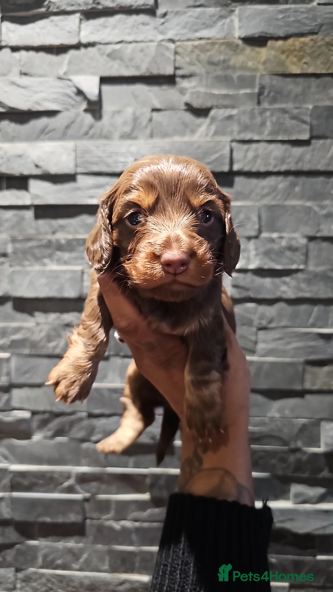 Miniature Dachshund dogs for stud: **RogueRoyales Luxe** PRA Clear Long Hair in Wolverhampton - Advert 19