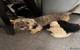 Cockapoo dogs for sale: 3 fluffy miniature cockpoo puppy’s  - Image 34