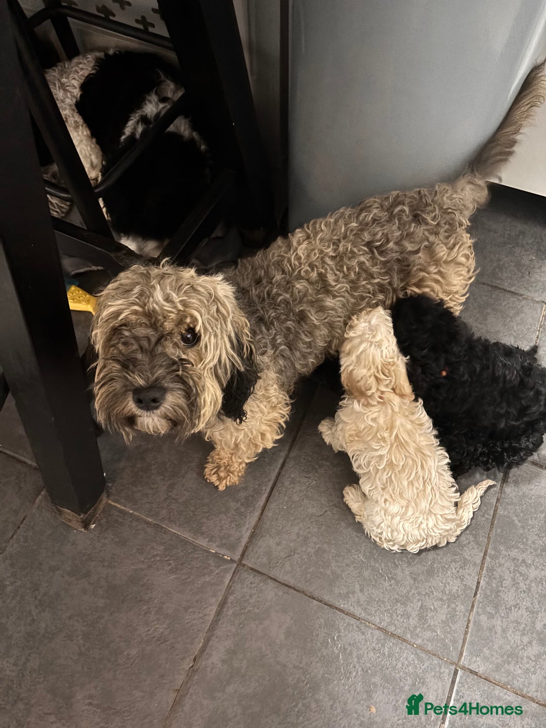 Cockapoo dogs for sale: 3 fluffy miniature cockpoo puppy’s  - Image 34