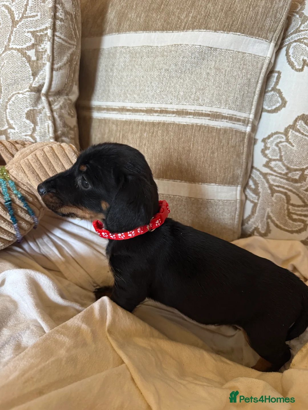 Miniature Dachshund dogs for sale: Miniature dachshunds - Advert 18