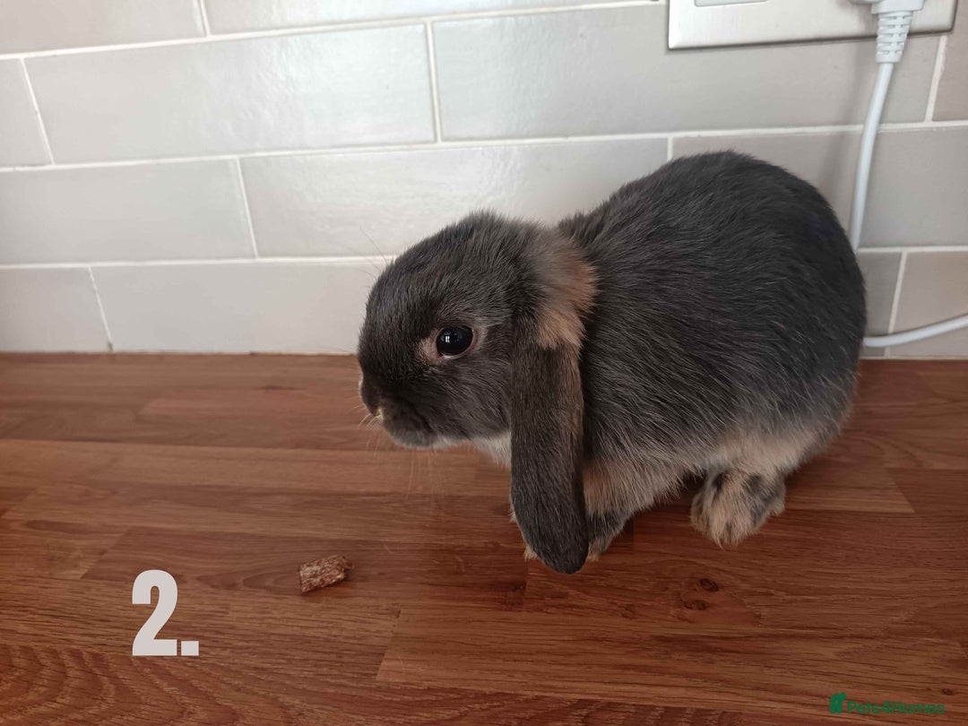 Mini Lop rabbits for sale: Mini Lop x French Lop Bunnies - Image 5