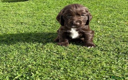 Cocker Spaniel dogs for sale: Stunning KC Show Type Cocker Spaniels - Image 2