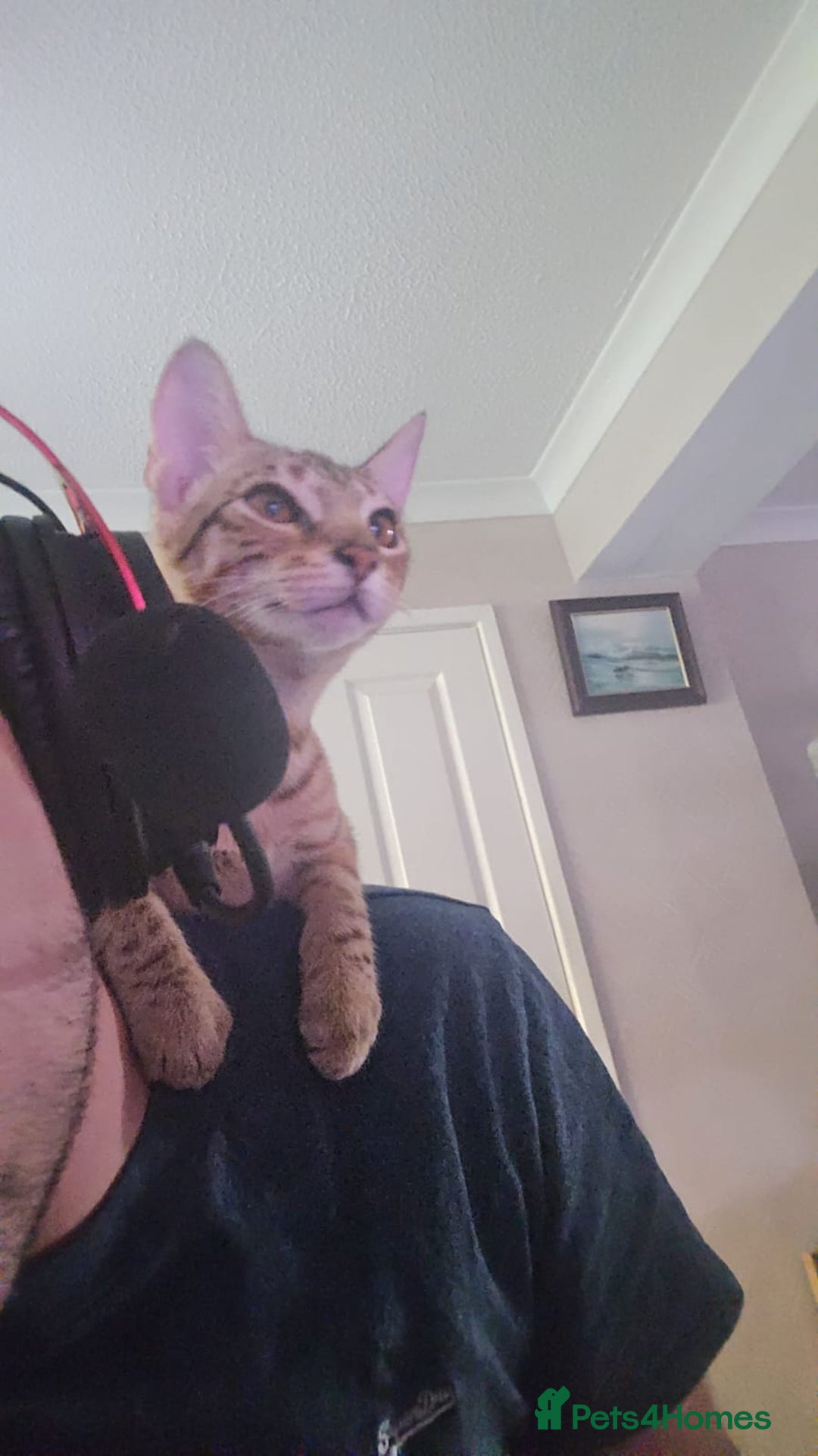 Savannah cats for sale: Beautiful F3 Savannah Kitten - Advert 4