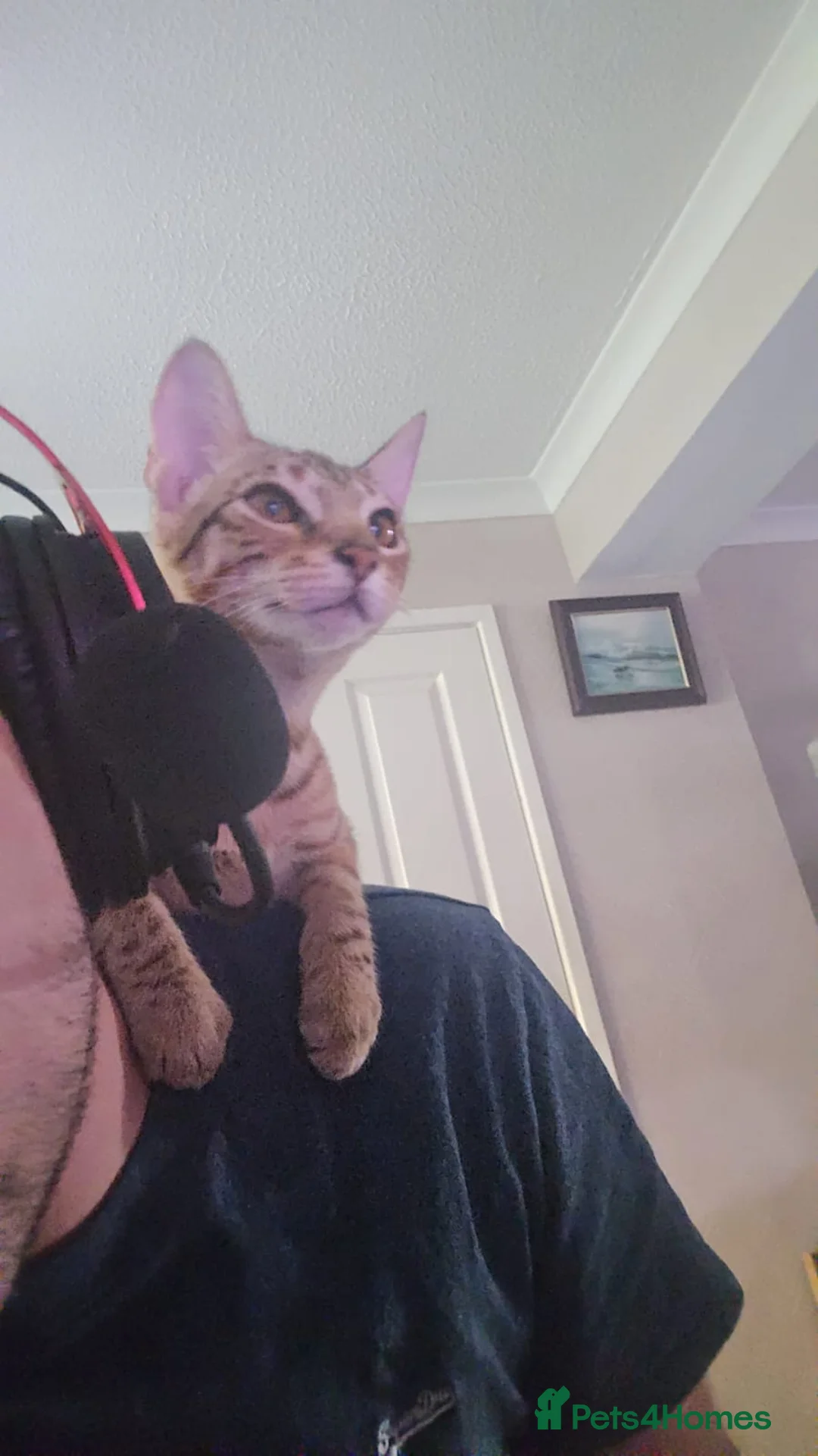 Savannah cats for sale: Beautiful F3 Savannah Kitten - Advert 5